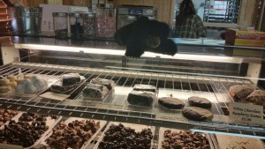 Bear at Chocolate B'ar
