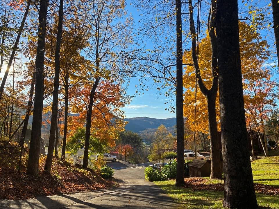 view of road and trees